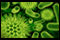 International Congress on Bacteriology & Infectious Diseases International Congress on Bacteriology and Infectious Diseases
