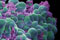 3rd World Congress on Cancer Science & Therapy 3rd World Congress on Cancer Science & Therapy