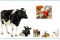 International Conference on Animal & Dairy Sciences International Conference on Animal & Dairy Sciences