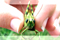 International Symposia on Entomology International Symposia on Entomology