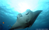 Manta Ray