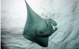 Manta Ray