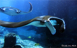 Manta Ray