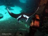 Manta Ray